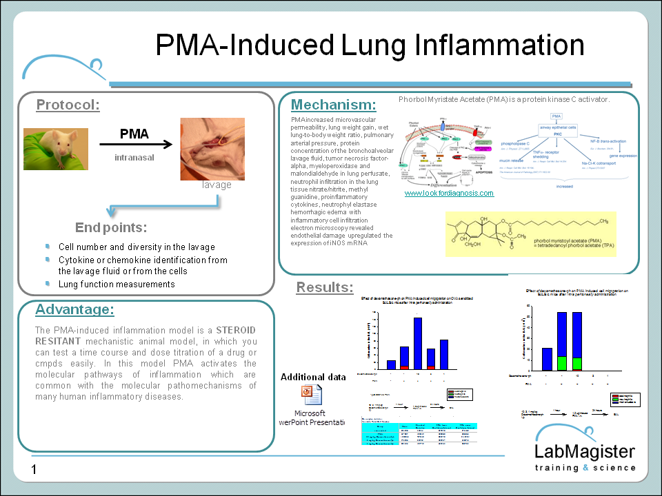PMA induced lung inflammation