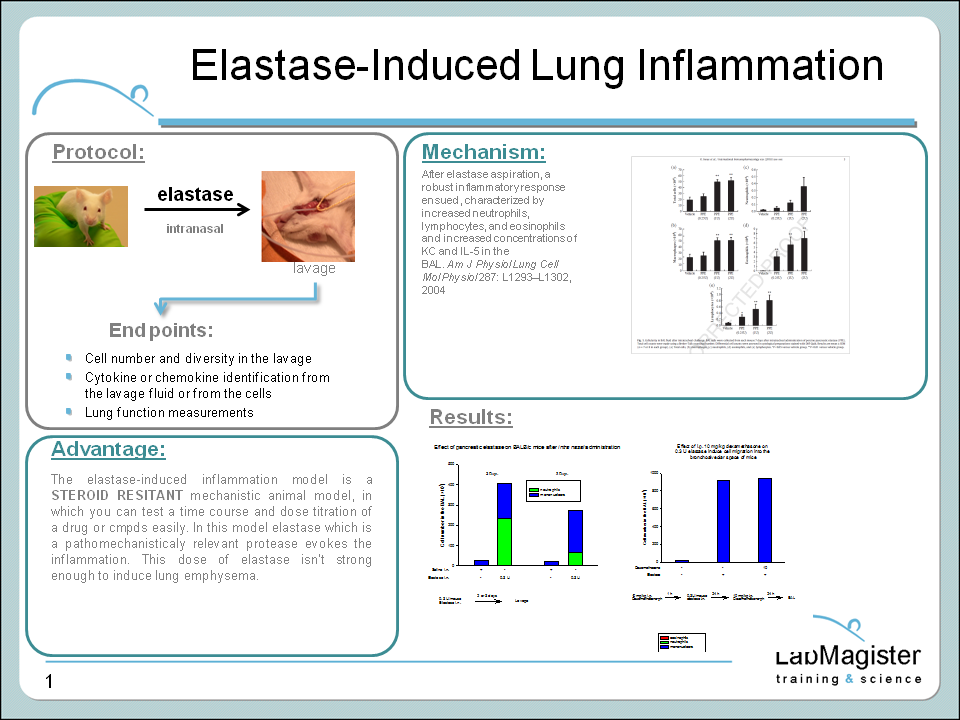 elastase-induced lung inflammation