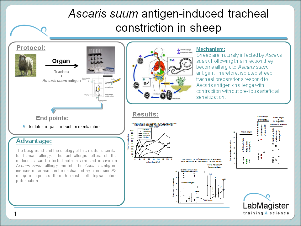 Ascaris antigen-induced tracheal construction model