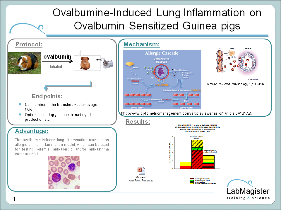 ovalbumin induced lung inflammation in GP