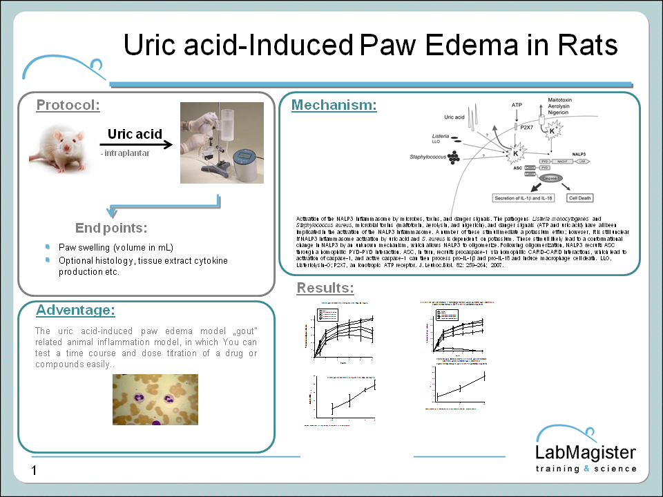 Uric acid iniduced paw edema in rats