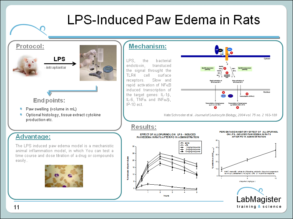 LPS induced paw edema