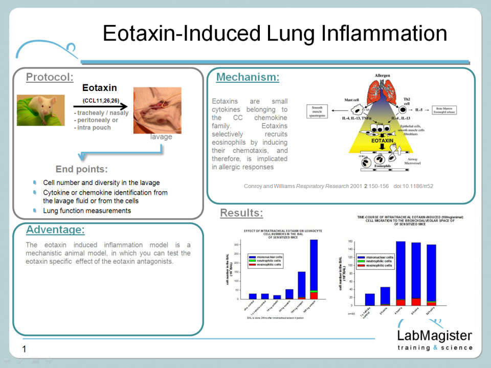 Eotaxin-induced inflammation